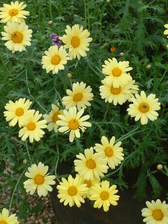 Team Chatto's favourite plants - part 3 Team Chatto's favourite plants - part 3