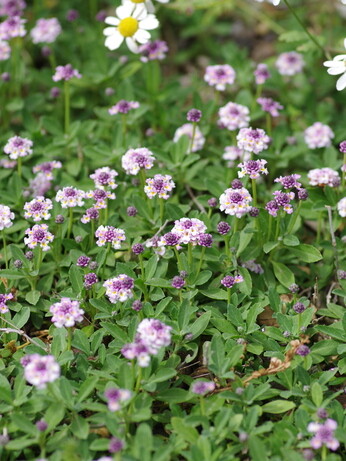 Plants that have stood up to the summer - Gravel Garden