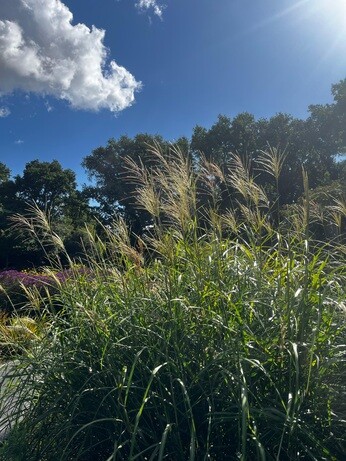 Weekly catch up with garden & propagation