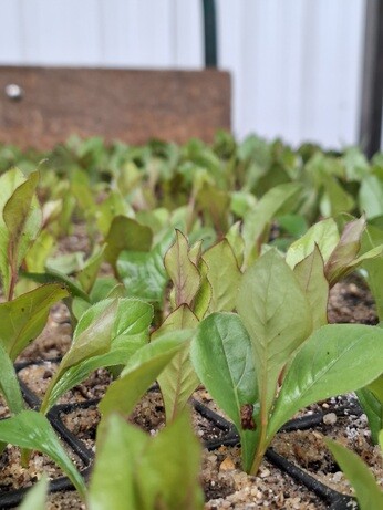 Weekly catch up with garden and propagation