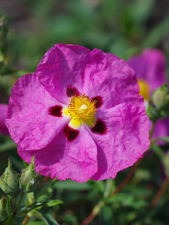 Plant profile - cistus
