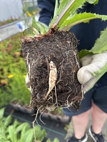 Weekly catch up with garden & propagation