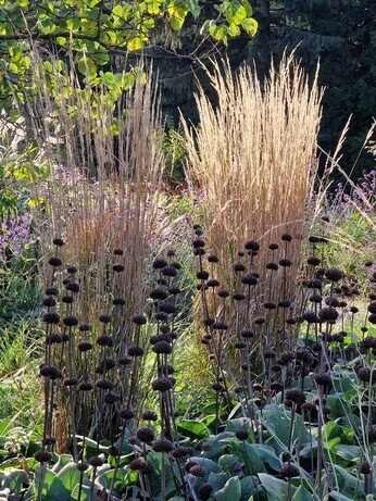 Sensational Seedheads