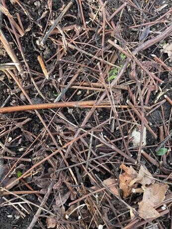 A look back at 2025 with the garden team A look back at 2025 with the garden team