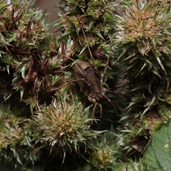 Wild Words from the Ground - October Wild Words from the Ground - October