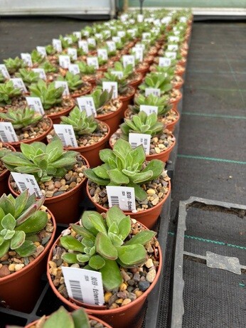 Weekly catch up with garden & propagation