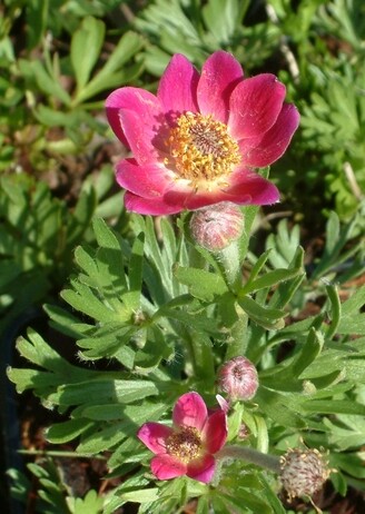 Plant profile - Dwarf anemone