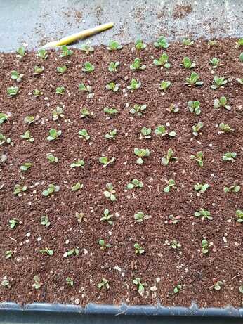 Weekly catch up with garden and propagation