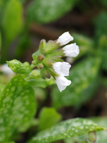 Weekly catch up with garden & propagation Weekly catch up with garden & propagation