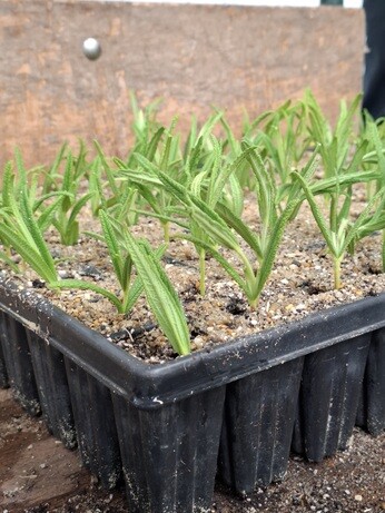 Weekly catchup with garden and propagation
