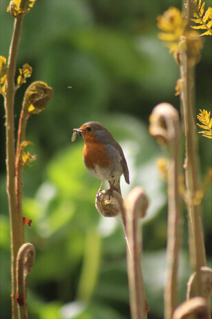 A month in the Garden & Propagation- A students perspective