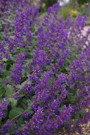 Gardening Dilemmas - Part 3 Gardening Dilemmas - Part 3