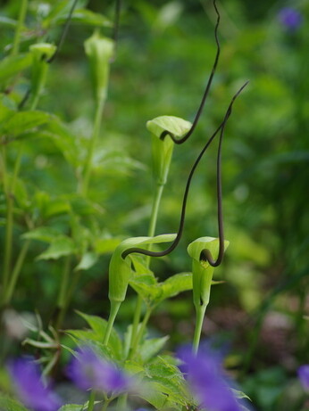 Weekly catch up with garden & propagation