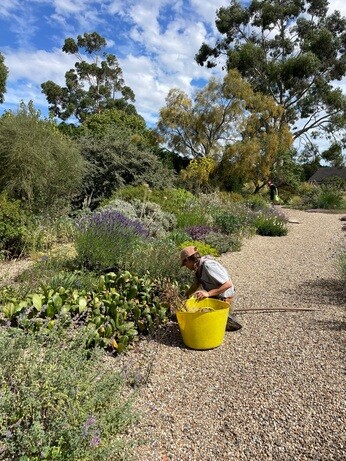 Weekly catch up with garden and propagation