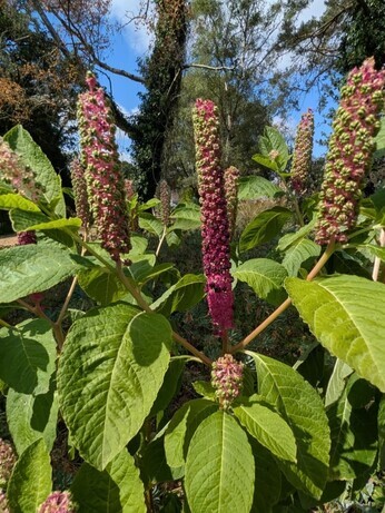 Weekly catch up with garden and propagation Weekly catch up with garden and propagation