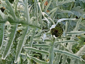 Plant profile - cynara Plant profile - cynara