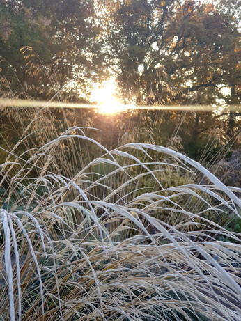 Structure in the winter garden