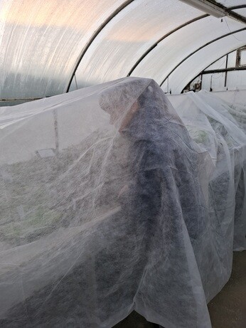 Weekly catch up with garden & propagation