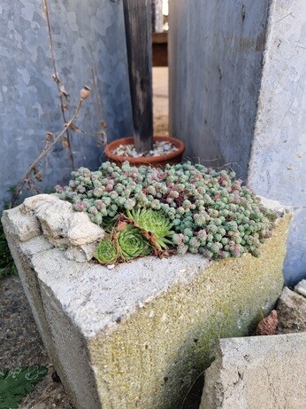 Urban planters experiment