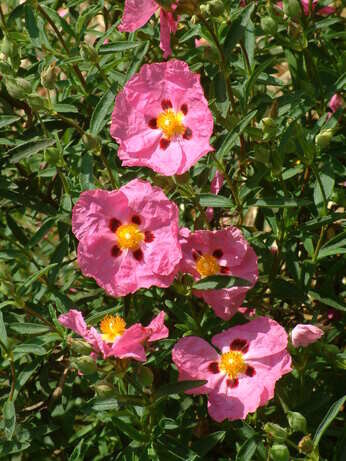 Weekly catch up with garden & propagation Weekly catch up with garden & propagation