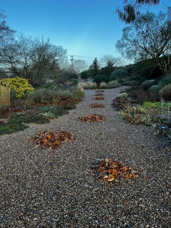 Weekly catch up with garden & propagation Weekly catch up with garden & propagation