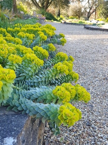 Luminous euphorbias and the fabulous Great Dixter Spring Plant Fair Luminous euphorbias and the fabulous Great Dixter Spring Plant Fair