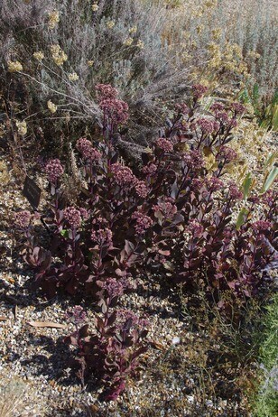How summer heat has affected the plants How summer heat has affected the plants