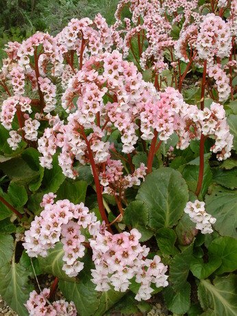 Autumn Planting: helping gardeners adapt to a changing climate