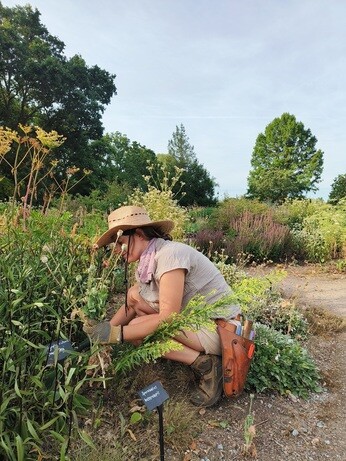 Weekly catch up with garden and propagation Weekly catch up with garden and propagation