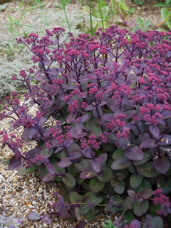 Plants that have stood up to the summer - Gravel Garden