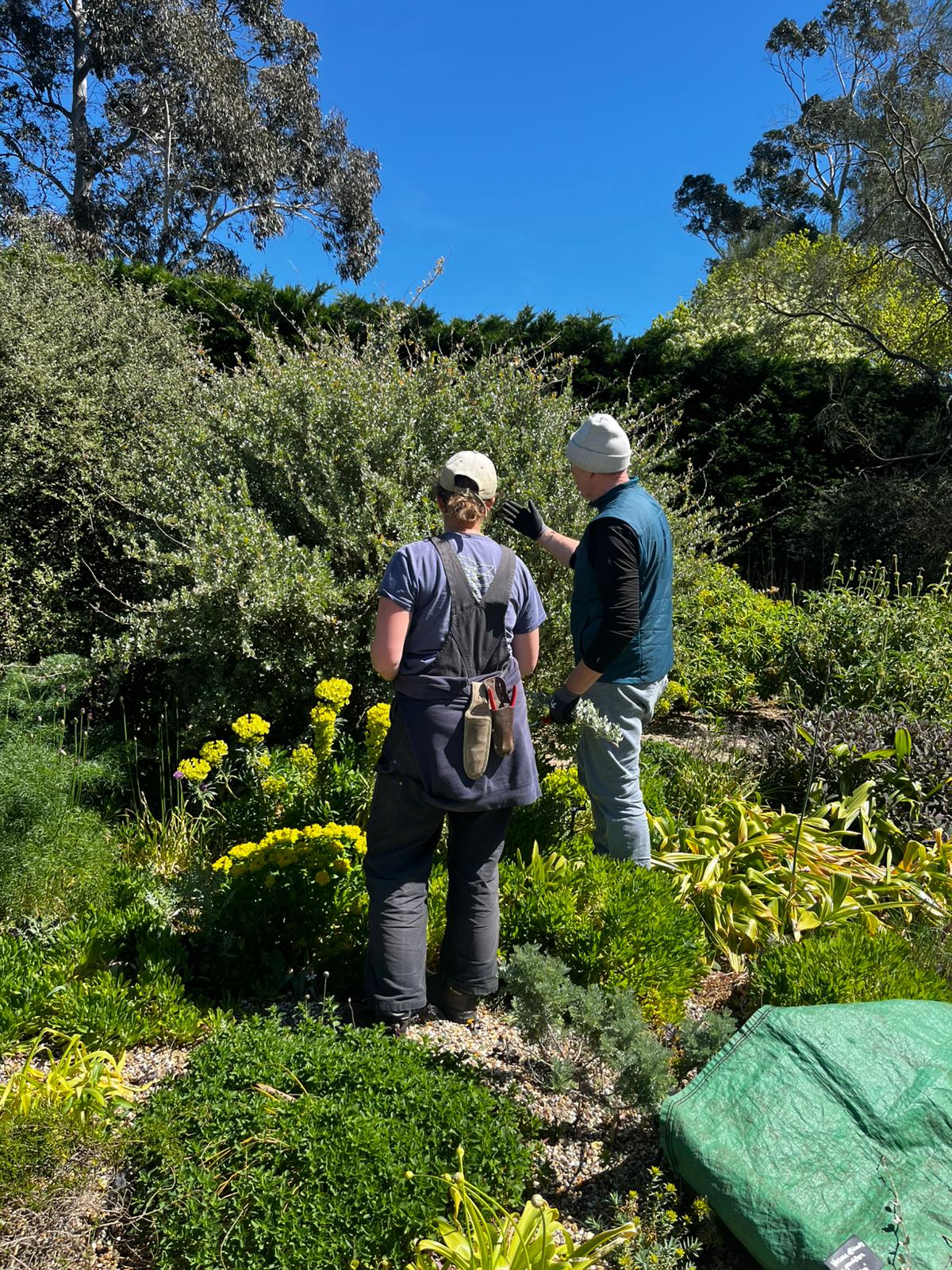 Weekly catch up with garden & propagation
