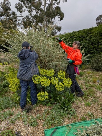 Weekly catch up with gardens & propagation