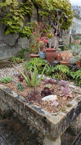 Weekly catch up with garden and propagation