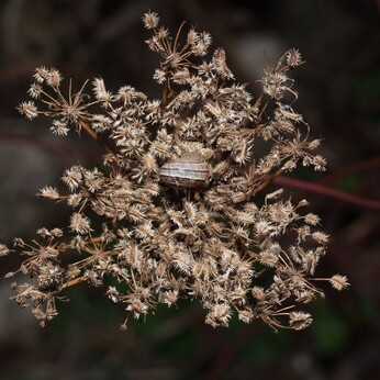 Wild Words from the Ground - October Wild Words from the Ground - October