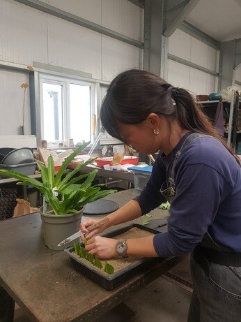 Weekly catch up with garden & propagation