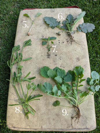Weekly catch up with gardens & propagation
