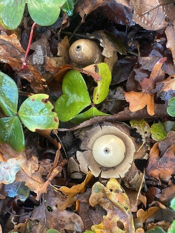 Weekly catch up with garden & propagation