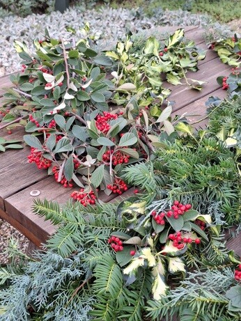 Weekly catch up with garden & propagation