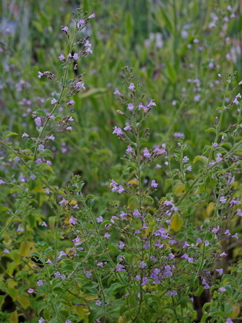 Weekly catch up with garden & propagation