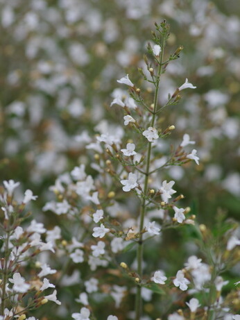 Plant profile - calamintha Plant profile - calamintha