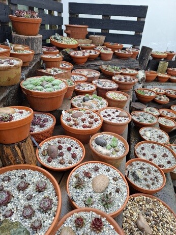 Weekly catch up with gardens & propagation