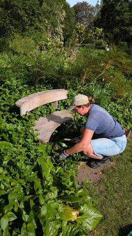Weekly catch up with garden and propagation