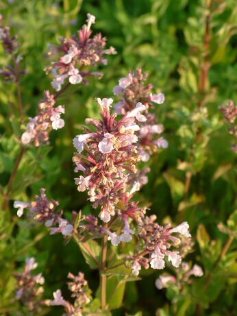 Nepeta (Catmint)- how to grow and care for