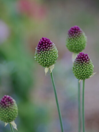 Weekly catch up with garden & propagation