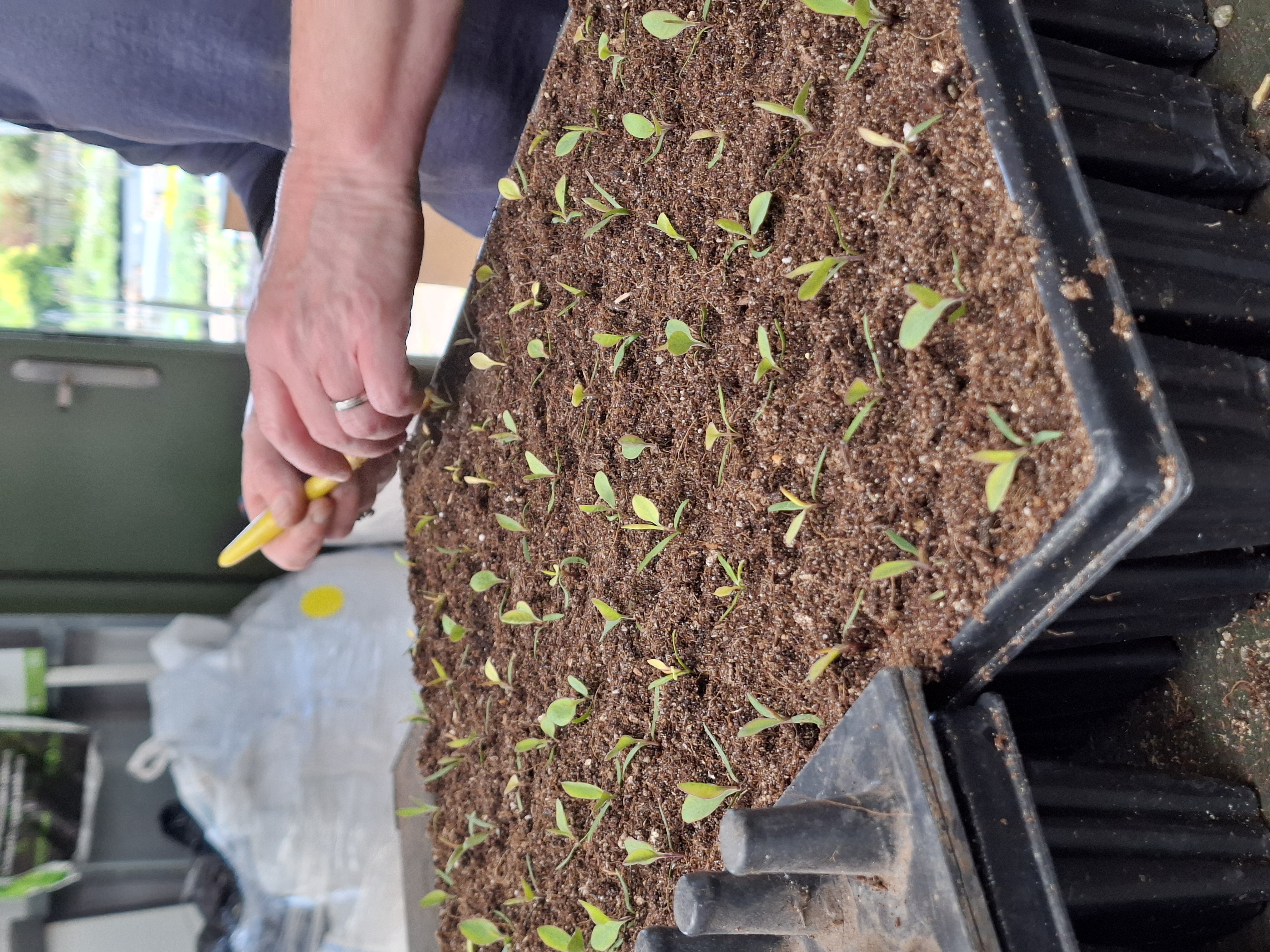 Weekly catch up with garden & propagation