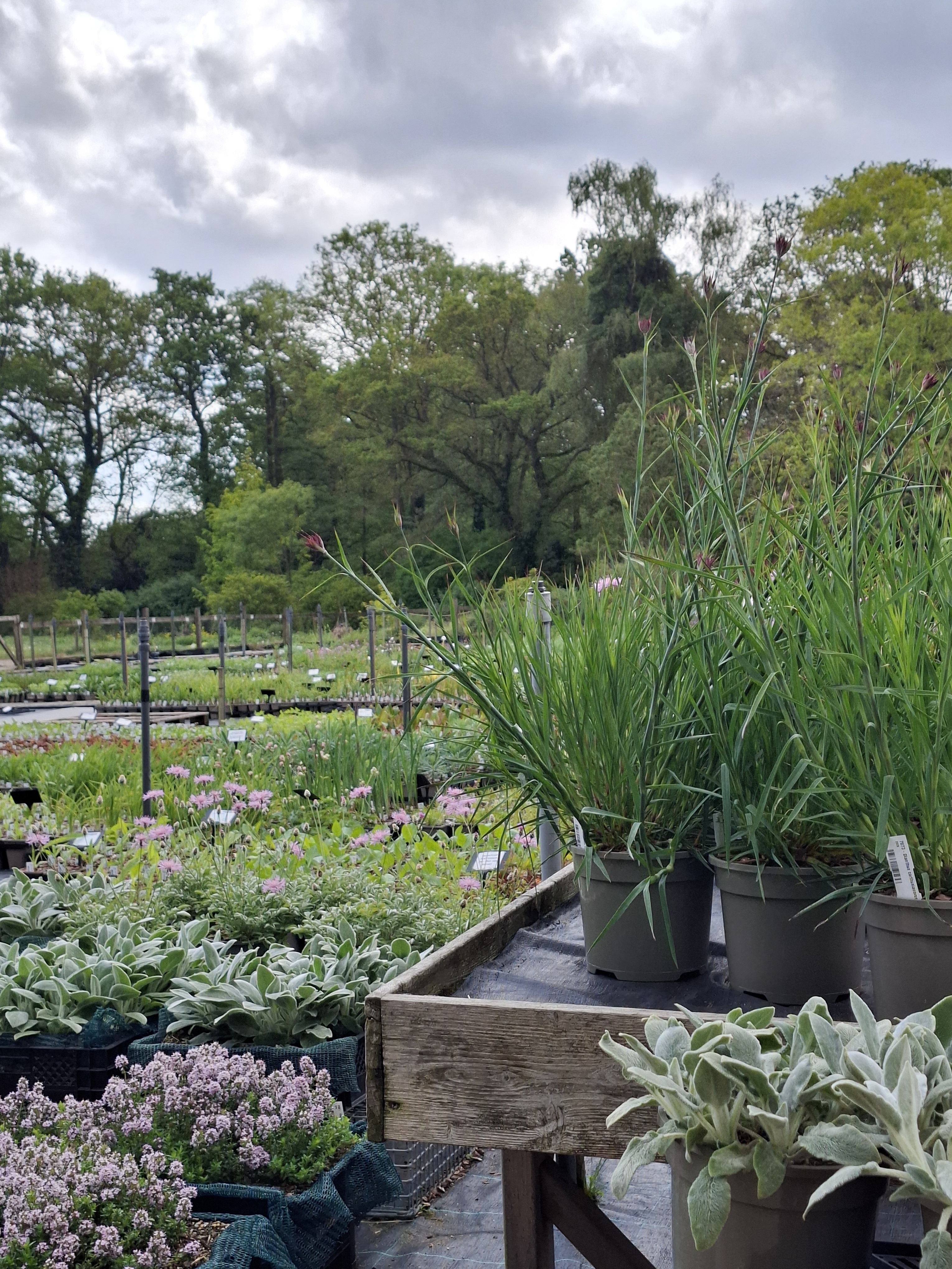 Weekly catch up with garden & propagation