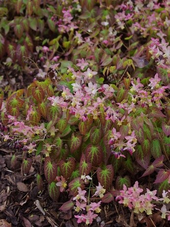 Autumn Planting: helping gardeners adapt to a changing climate