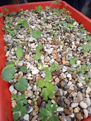 Weekly catch up with garden and propagation Weekly catch up with garden and propagation