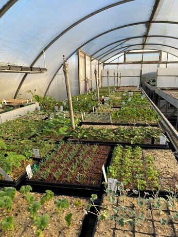 Winter Propagation- Root Cuttings