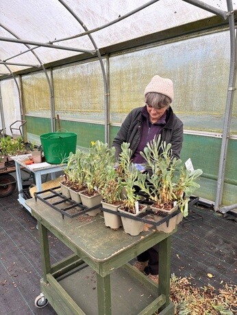 Weekly catch up with garden & propagation